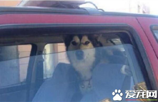 二哈走丢赖在出租车上不走 师傅电台求助寻主人