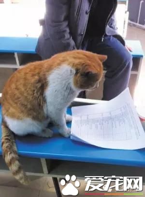 “山大神猫”昨晚意外离世 学子们对其哀悼