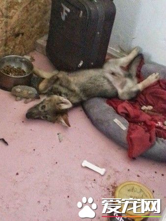 男子领养一只琥珀色大眼狗狗 没想到它竟然是一匹狼