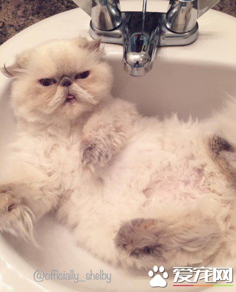 傲娇猫的最佳代表 即使臭脸还是超可爱的煞气波斯猫