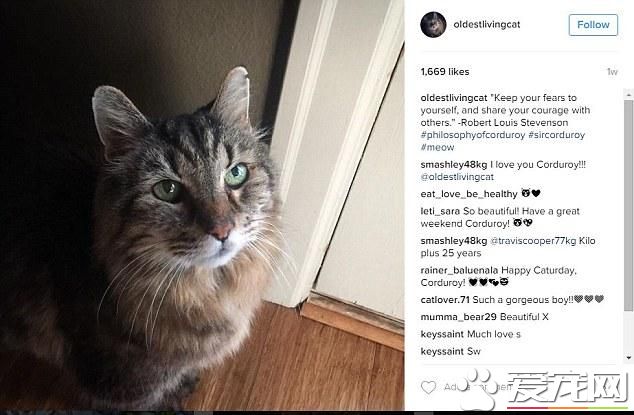 31岁的喵星人过生日 有望成为世界上最老的猫