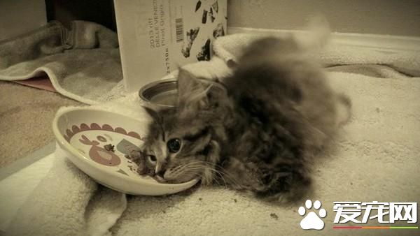 小猫天生缺少2腿趴着吃饭，主人准备安乐死，它却用坚强暖翻网友