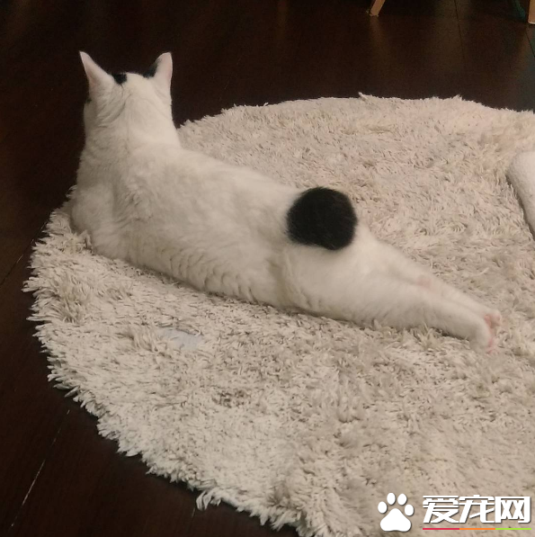 喵星人穿的另类小裤裤？一身横肉也敢秀身材的软萌白猫