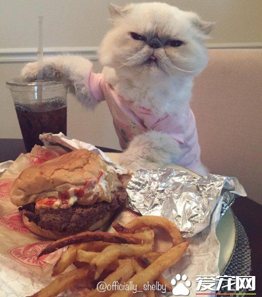 傲娇猫的最佳代表 即使臭脸还是超可爱的煞气波斯猫