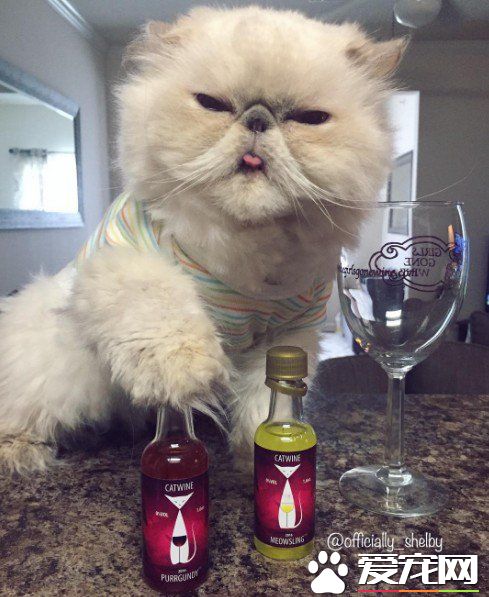 傲娇猫的最佳代表 即使臭脸还是超可爱的煞气波斯猫