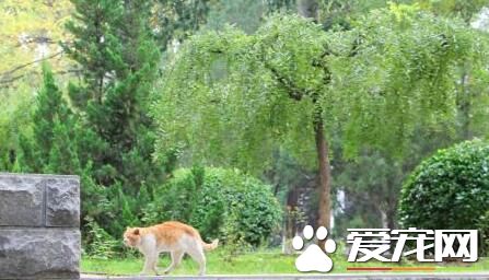 “山大神猫”昨晚意外离世 学子们对其哀悼