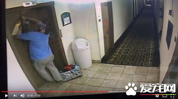 小狗遭电梯吊起 旅馆经理扑抱脸被抓伤