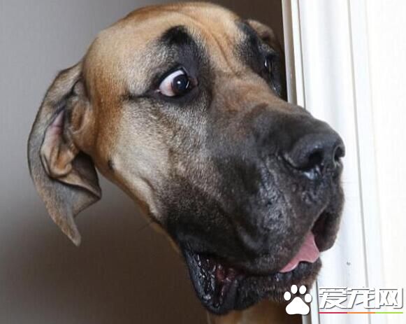 小狗遭电梯吊起 旅馆经理扑抱脸被抓伤