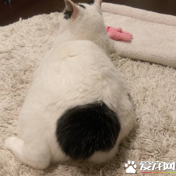 喵星人穿的另类小裤裤？一身横肉也敢秀身材的软萌白猫