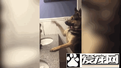 德国牧羊犬和一只猫对打了半天，狗是在搞笑而猫真生气了