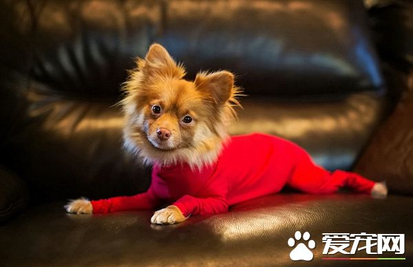 铲屎官为狗狗设计了紧身衣 一件解决狗狗掉毛问题
