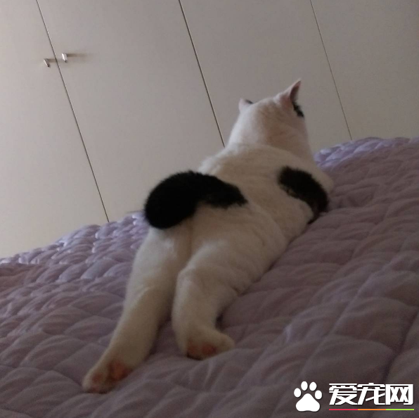 喵星人穿的另类小裤裤？一身横肉也敢秀身材的软萌白猫