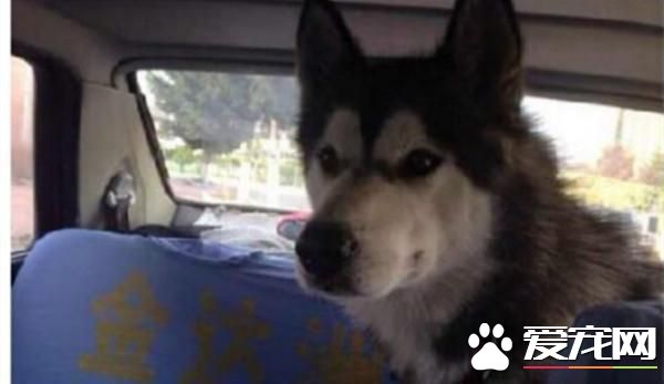 二哈走丢赖在出租车上不走 师傅电台求助寻主人