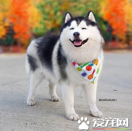 “二哈”哈士奇为什么叫“撒手没”?