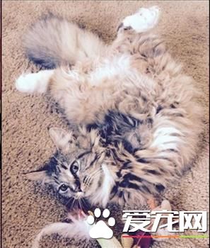 小猫天生缺少2腿趴着吃饭，主人准备安乐死，它却用坚强暖翻网友