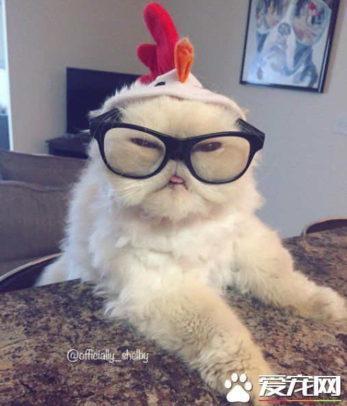 傲娇猫的最佳代表 即使臭脸还是超可爱的煞气波斯猫