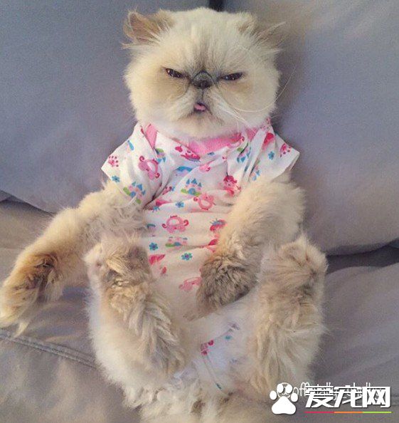 傲娇猫的最佳代表 即使臭脸还是超可爱的煞气波斯猫