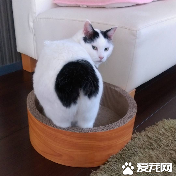 喵星人也穿遮羞的小裤裤 一身肉竟然也来秀身材