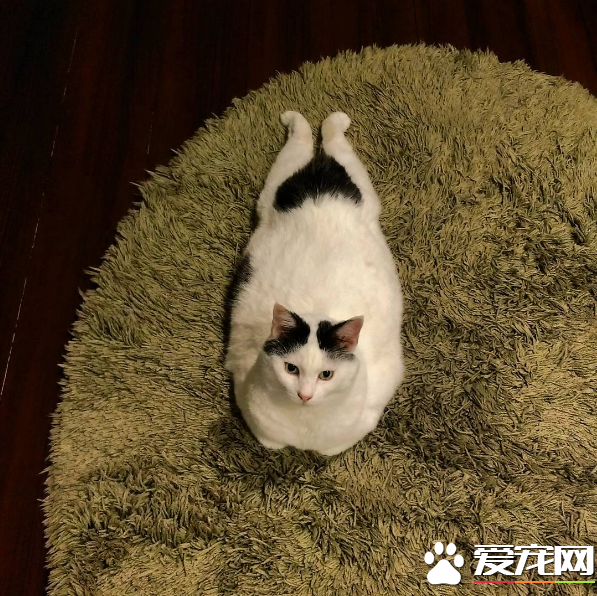 喵星人穿的另类小裤裤？一身横肉也敢秀身材的软萌白猫