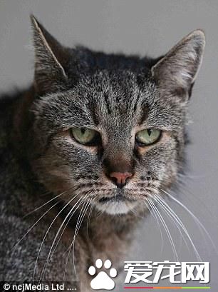 31岁的喵星人过生日 有望成为世界上最老的猫