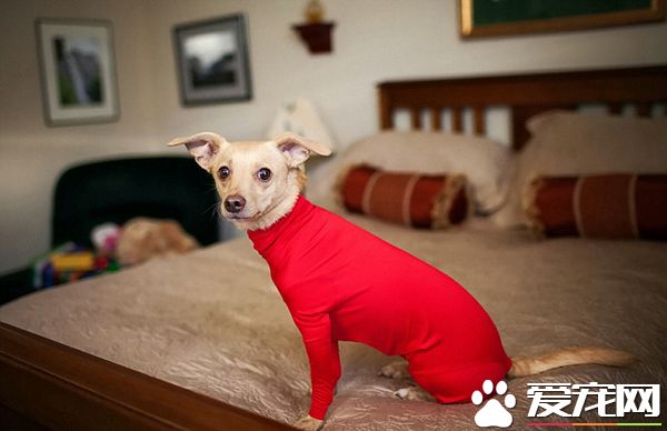 铲屎官为狗狗设计了紧身衣 一件解决狗狗掉毛问题