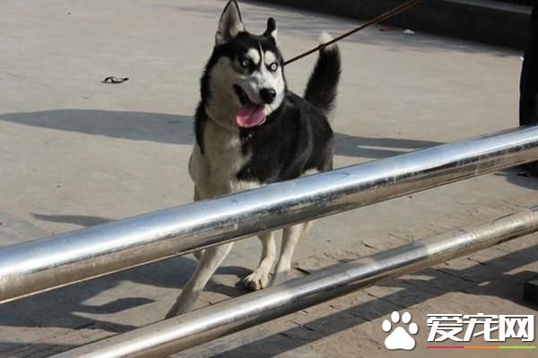 二哈走丢赖在出租车上不走 师傅电台求助寻主人