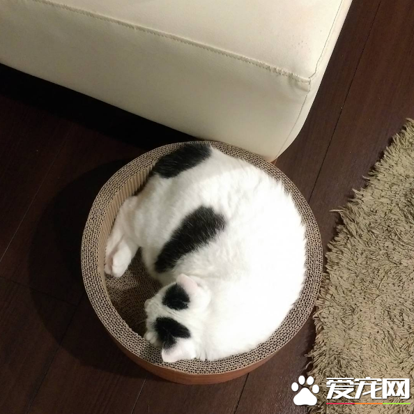 喵星人穿的另类小裤裤？一身横肉也敢秀身材的软萌白猫