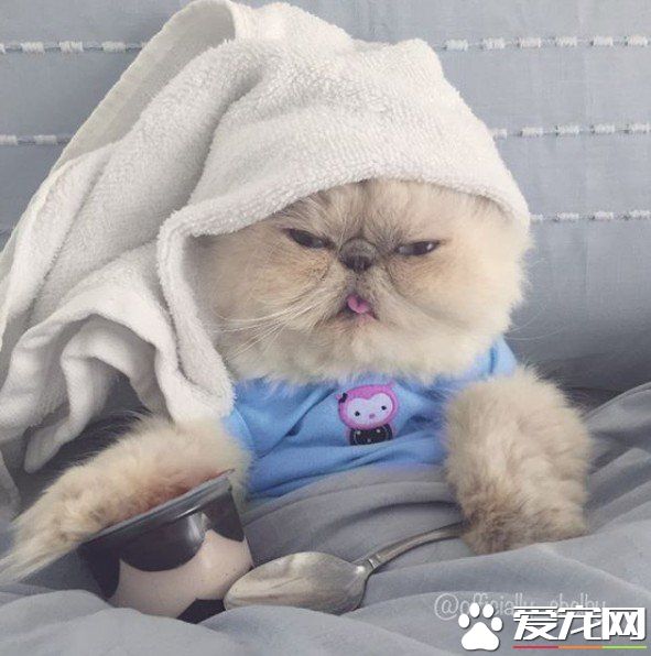 傲娇猫的最佳代表 即使臭脸还是超可爱的煞气波斯猫