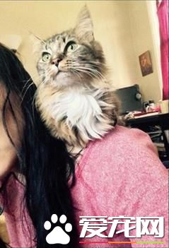 小猫天生缺少2腿趴着吃饭，主人准备安乐死，它却用坚强暖翻网友