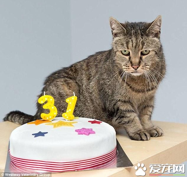 31岁的喵星人过生日 有望成为世界上最老的猫