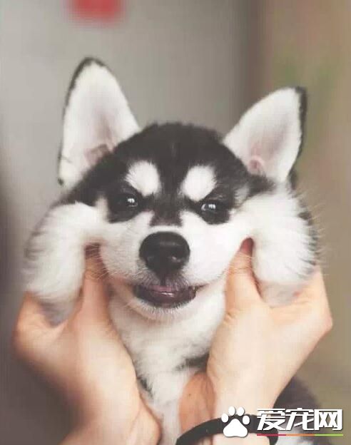 “二哈”哈士奇为什么叫“撒手没”?