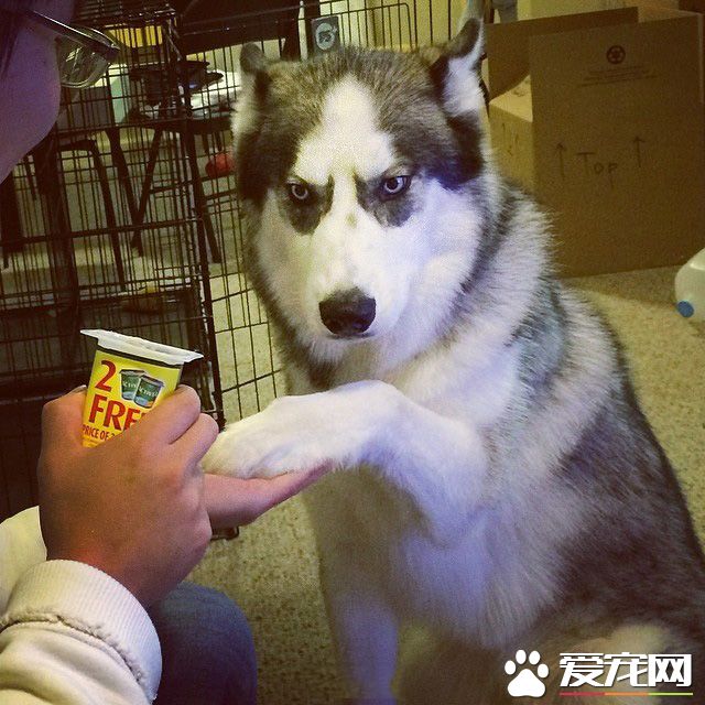 握手了就要给酸奶，地球人，你要讲信用