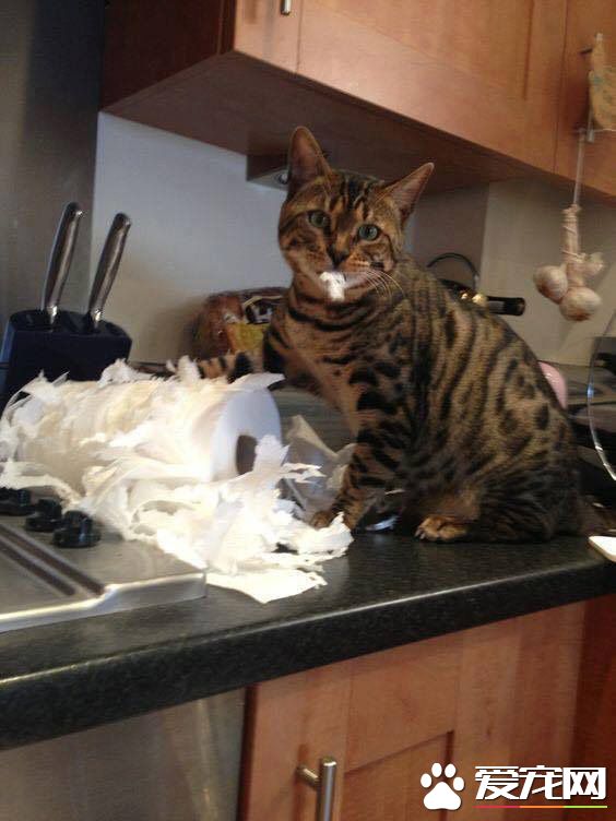 如果我说是纸巾先动手的，你会相信吗