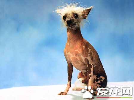 杂交驼背狗获“最丑的狗”封号 主人获丰厚奖金