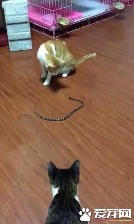 一条蛇爬进了家里,好在有家里收留的流浪猫们!