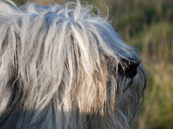 波兰低地牧羊犬