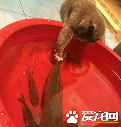 鱼鱼，快过来让我摸摸