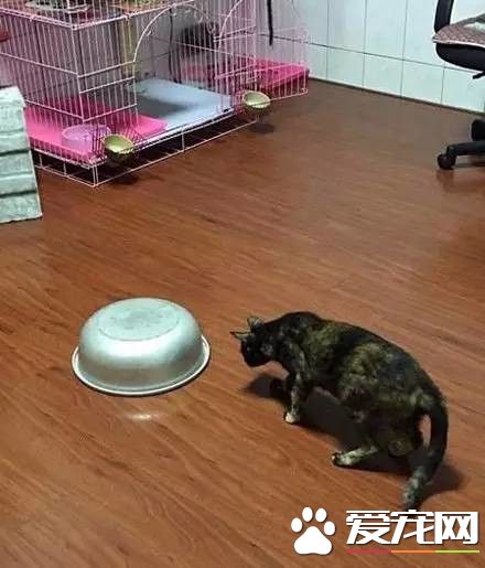 一条蛇爬进了家里,好在有家里收留的流浪猫们!