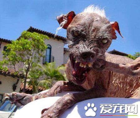 杂交驼背狗获“最丑的狗”封号 主人获丰厚奖金