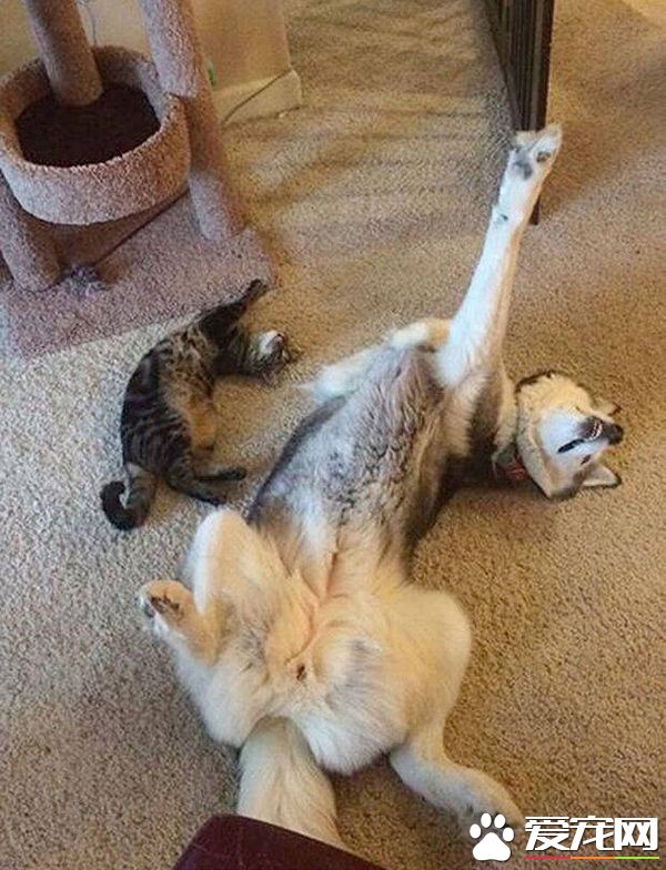 千万别把二哈跟喵星人养在一起，不然它就变成这样