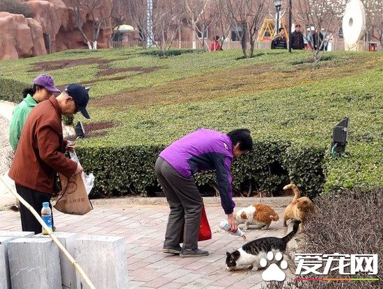 60岁阿姨为喂流浪猫 掉进四米多深地下室