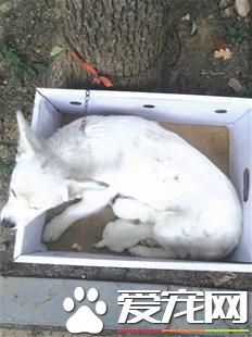 母狗被弃树下一旁还有两狗娃 爱心人士积极响应