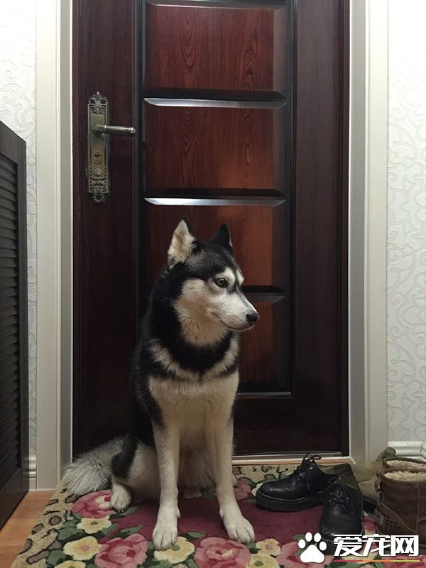 世界那么大不让我出去浪，狗生还有什么意义