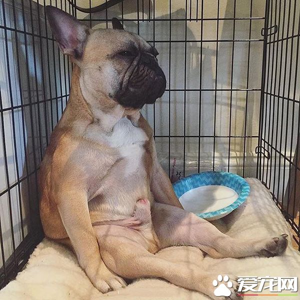 忙碌的狗生究竟为了什么呢，我得好好想想