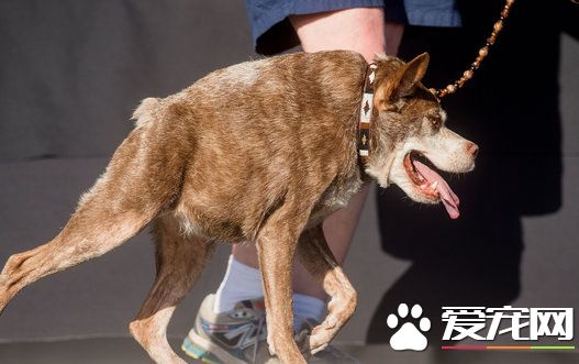 杂交驼背狗获“最丑的狗”封号 主人获丰厚奖金