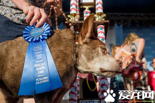 杂交驼背狗获“最丑的狗”封号 主人获丰厚奖金