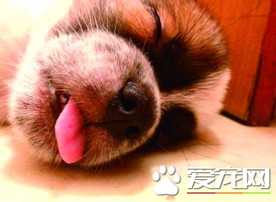 比特犬冲进宠物店咬死三只猫 狗主赔偿上万元