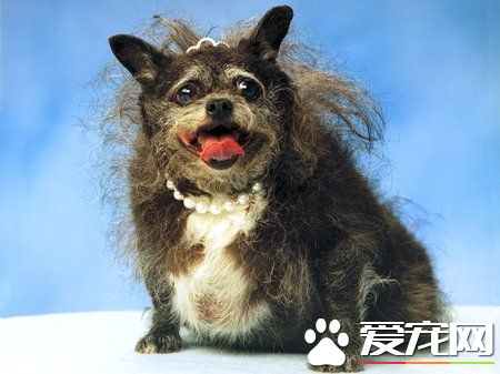 杂交驼背狗获“最丑的狗”封号 主人获丰厚奖金