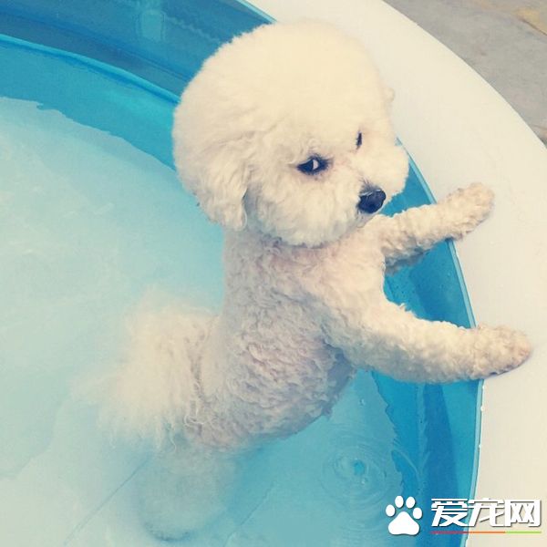 这是汪的私家泳池，地球人不许进来