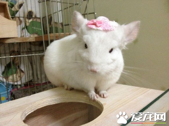 人家不敢跳呀！